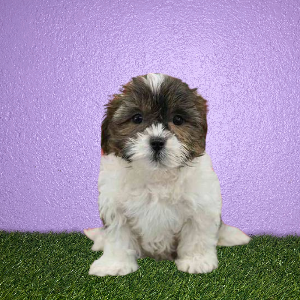 carousel pet images