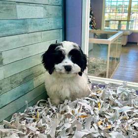 Cockapoo