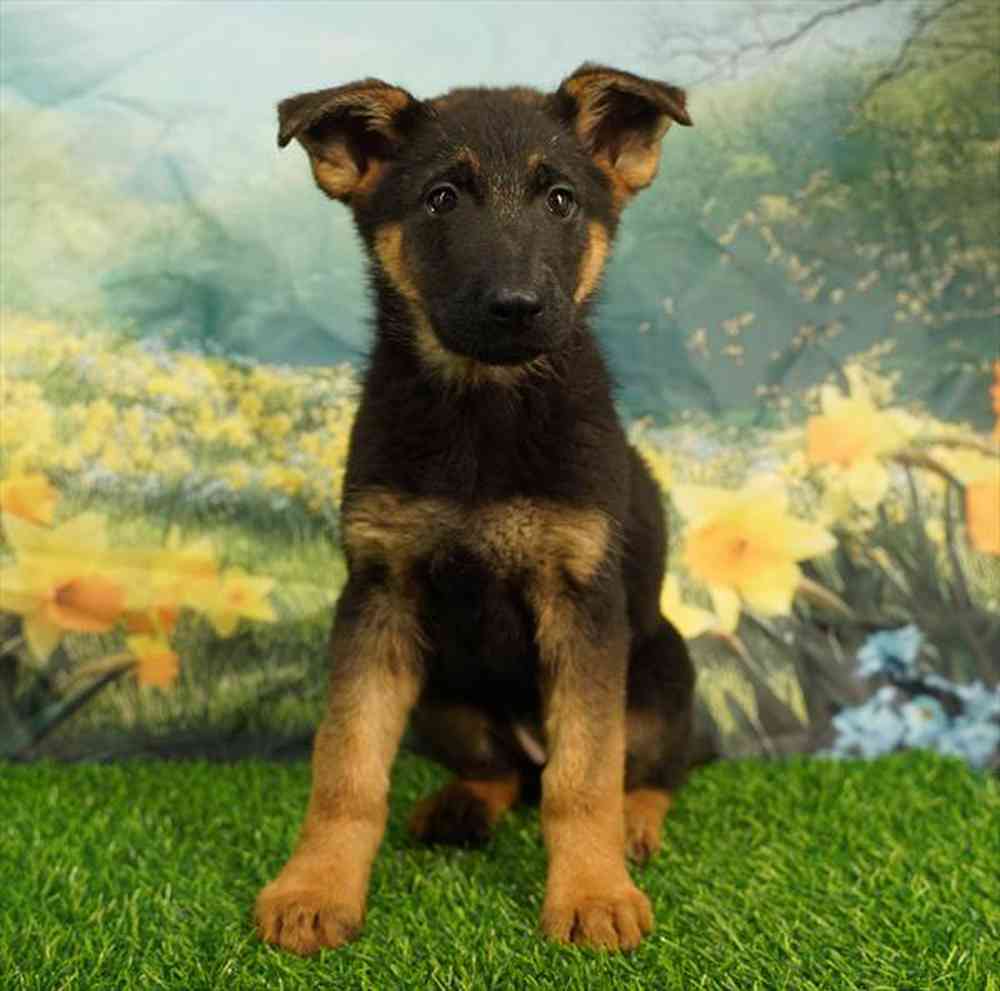 Image of a pet breed in the gallery