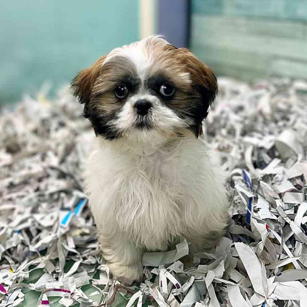carousel pet images