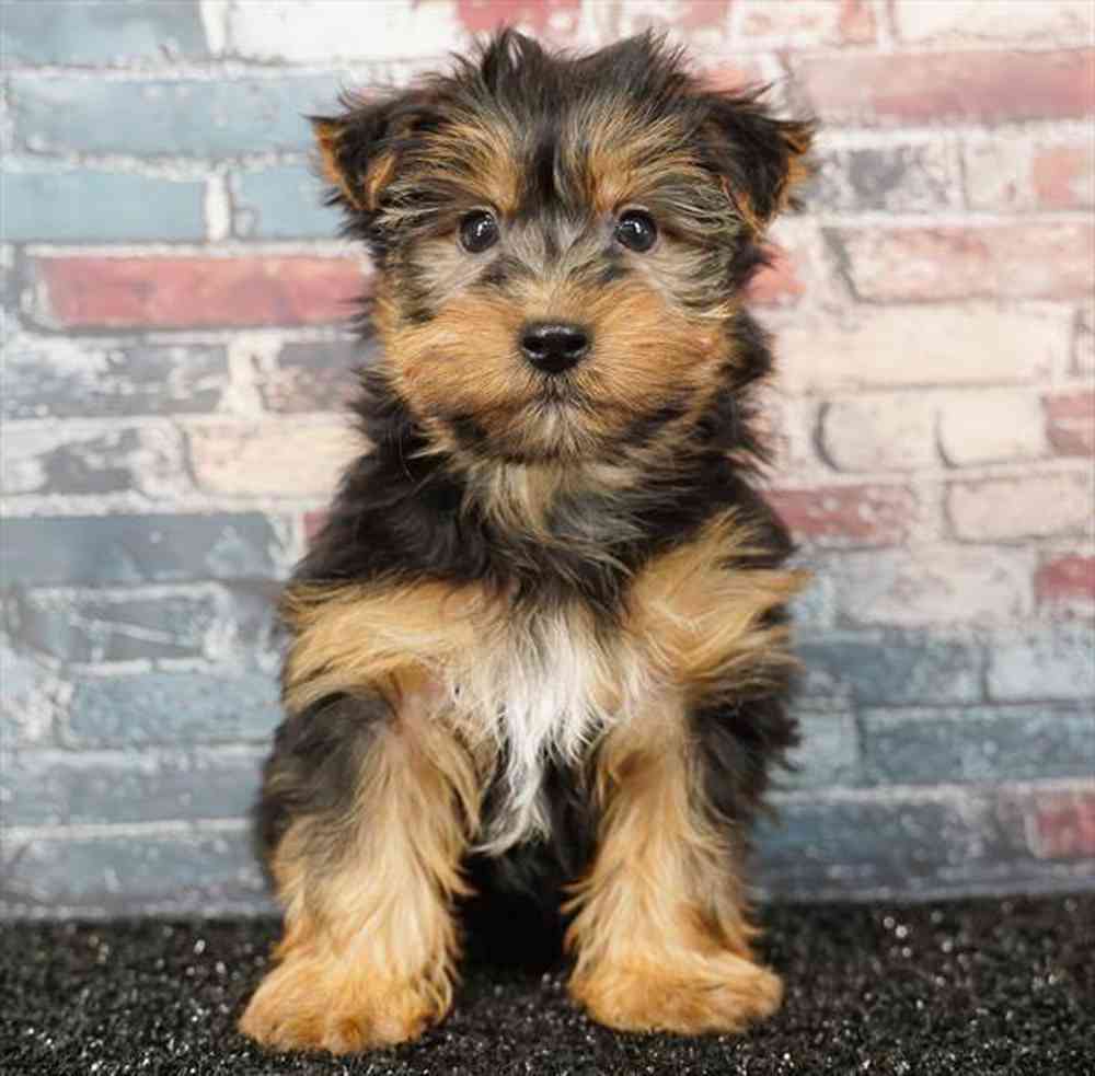 pet breed image