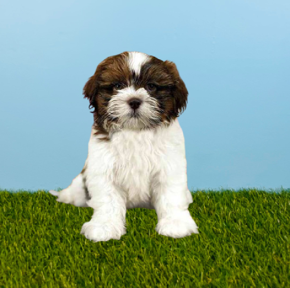 Male Shih Tzu Puppy for Sale in Pasadena, TX