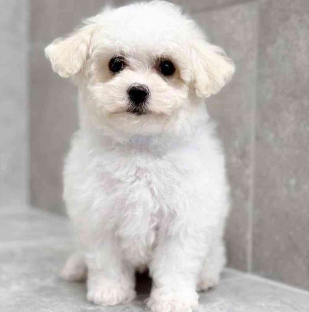 Image of a pet breed in the gallery