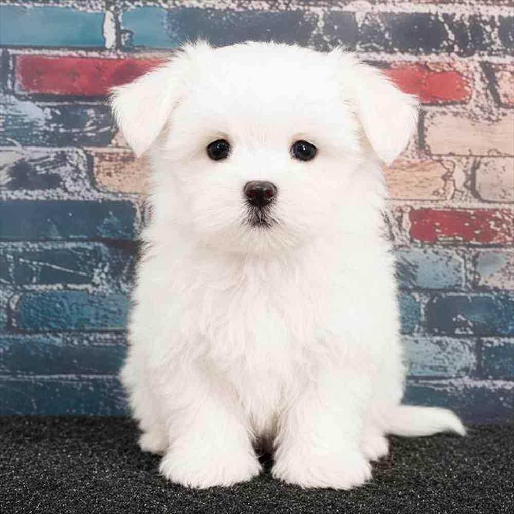 Image of a pet breed in the gallery