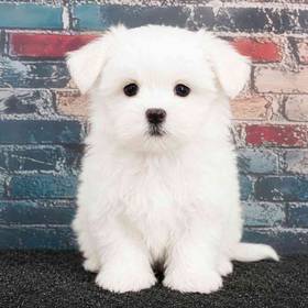 Maltese
