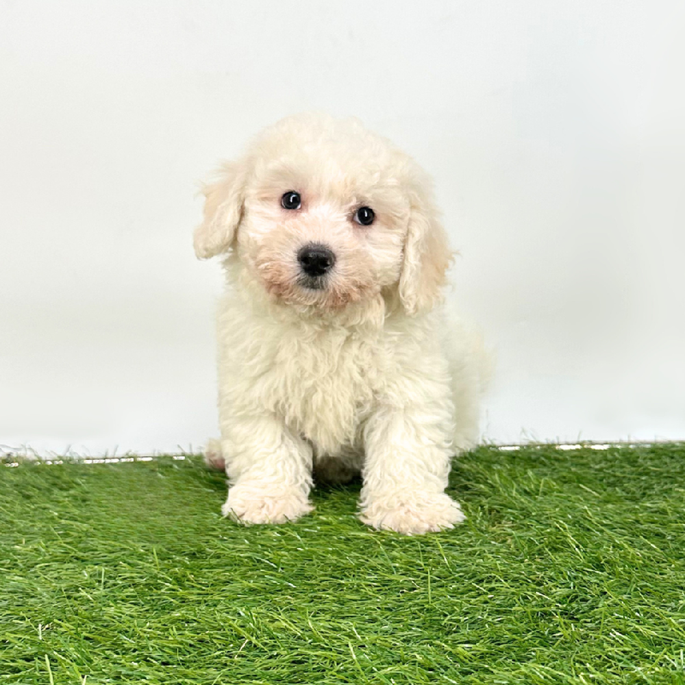 carousel pet images