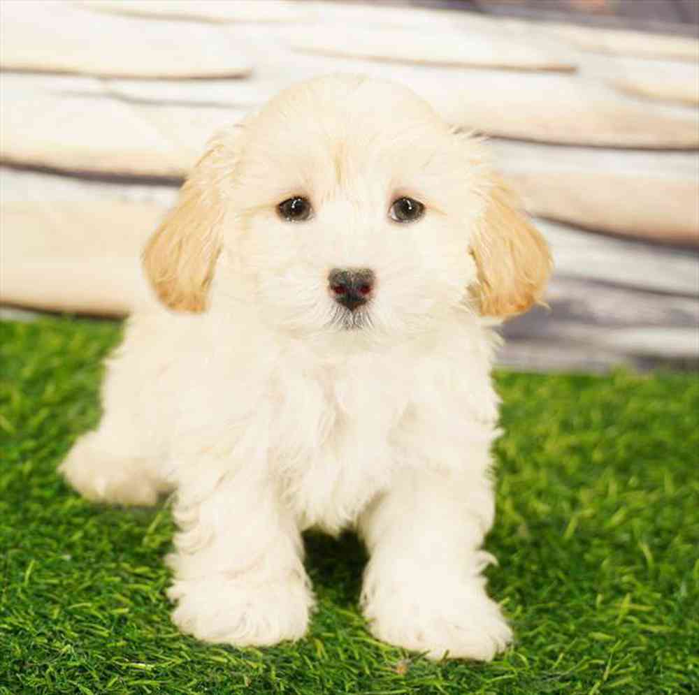 Image of a pet breed in the gallery