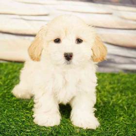 Shizapoo