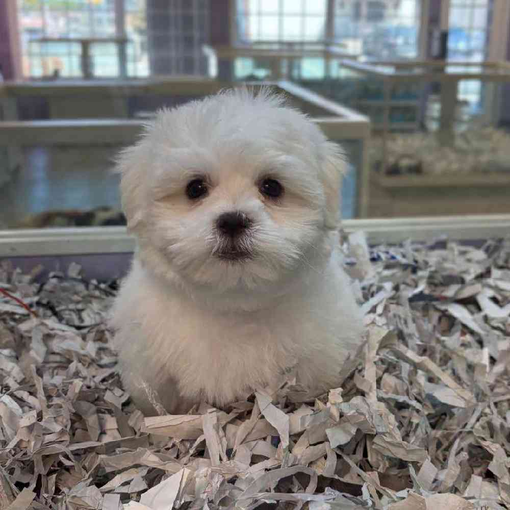 pet breed image