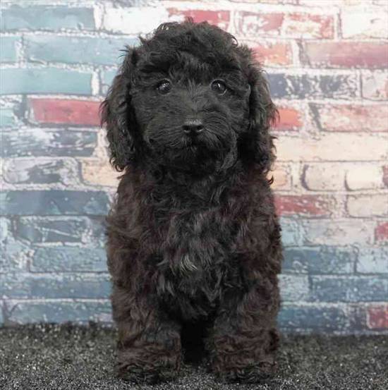 Poodle