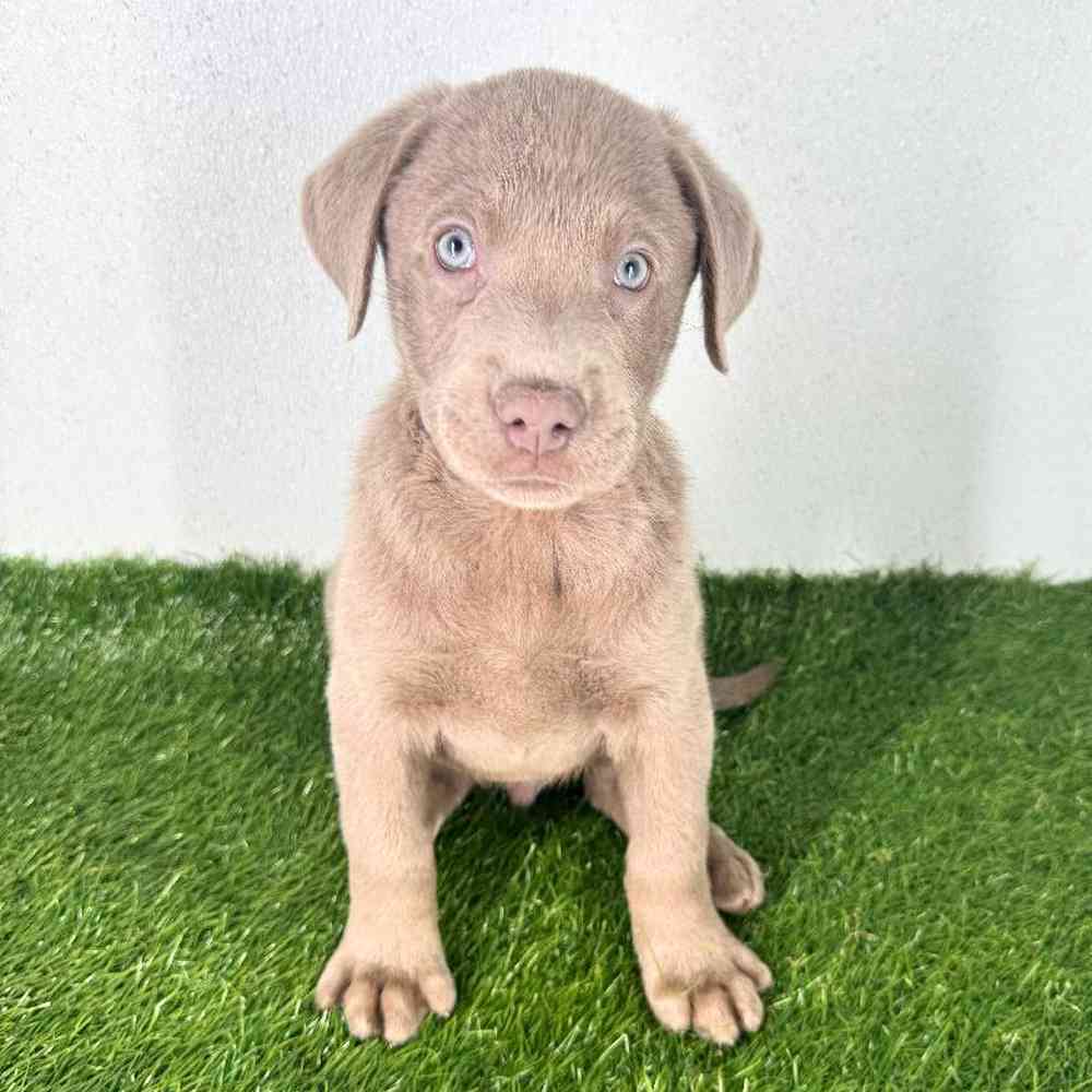 Image of a pet breed in the gallery