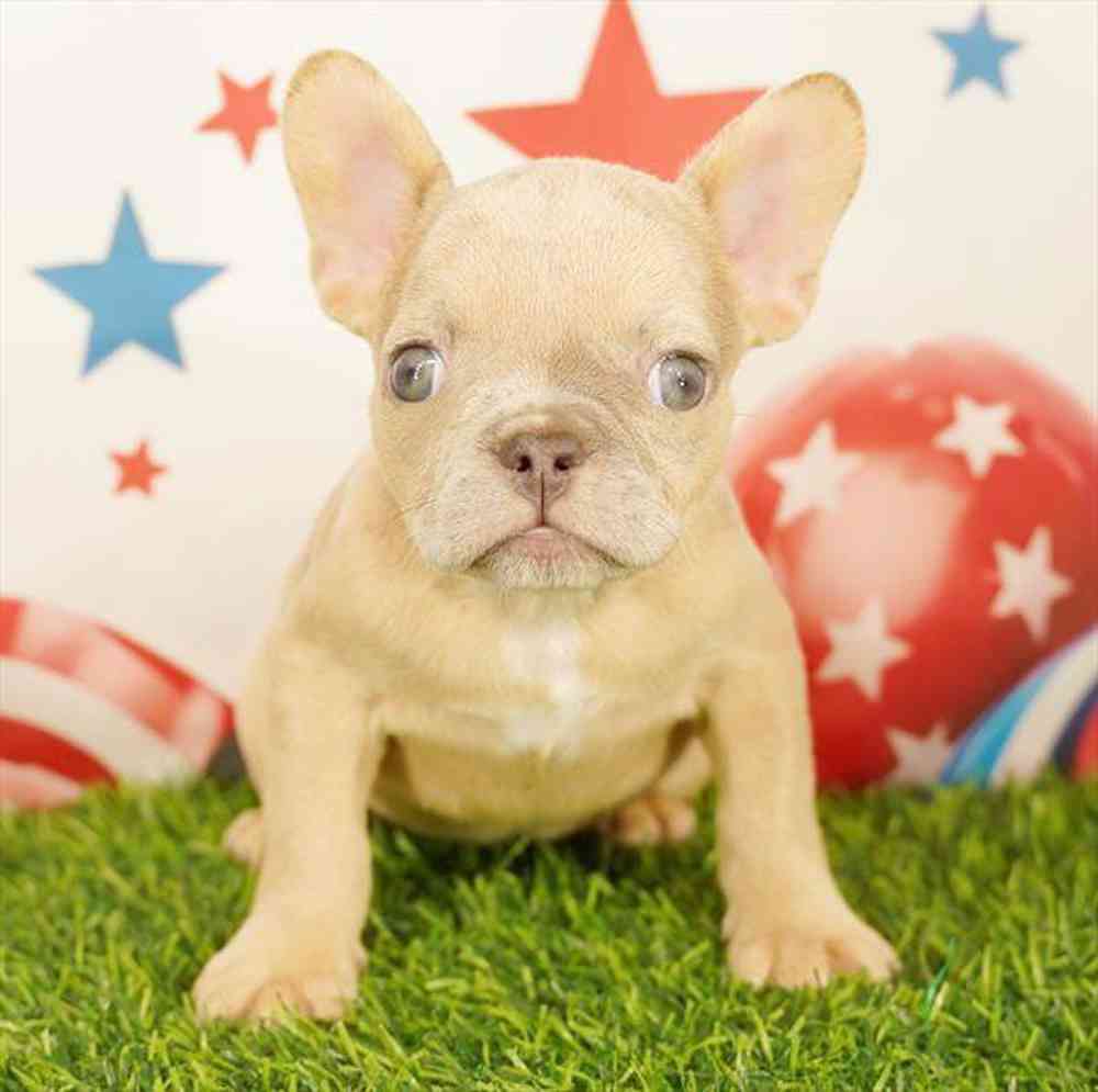 Image of a pet breed in the gallery