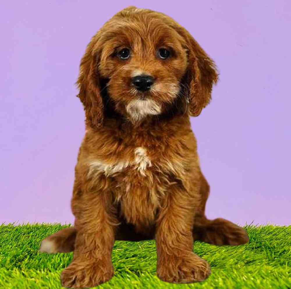 carousel pet images