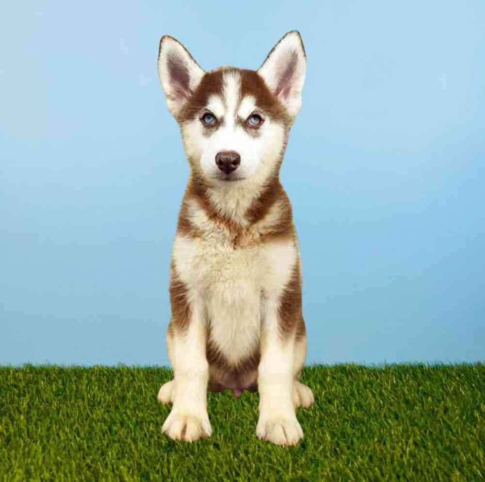 carousel pet images