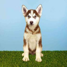 Siberian Husky