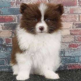 Pomeranian