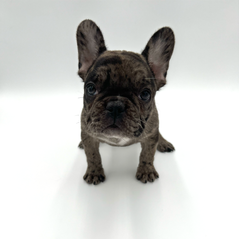 Female French Bulldog Puppy for Sale in San Antonio, TX