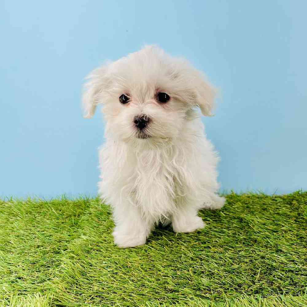 Image of a pet breed in the gallery