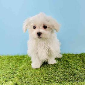 Maltese