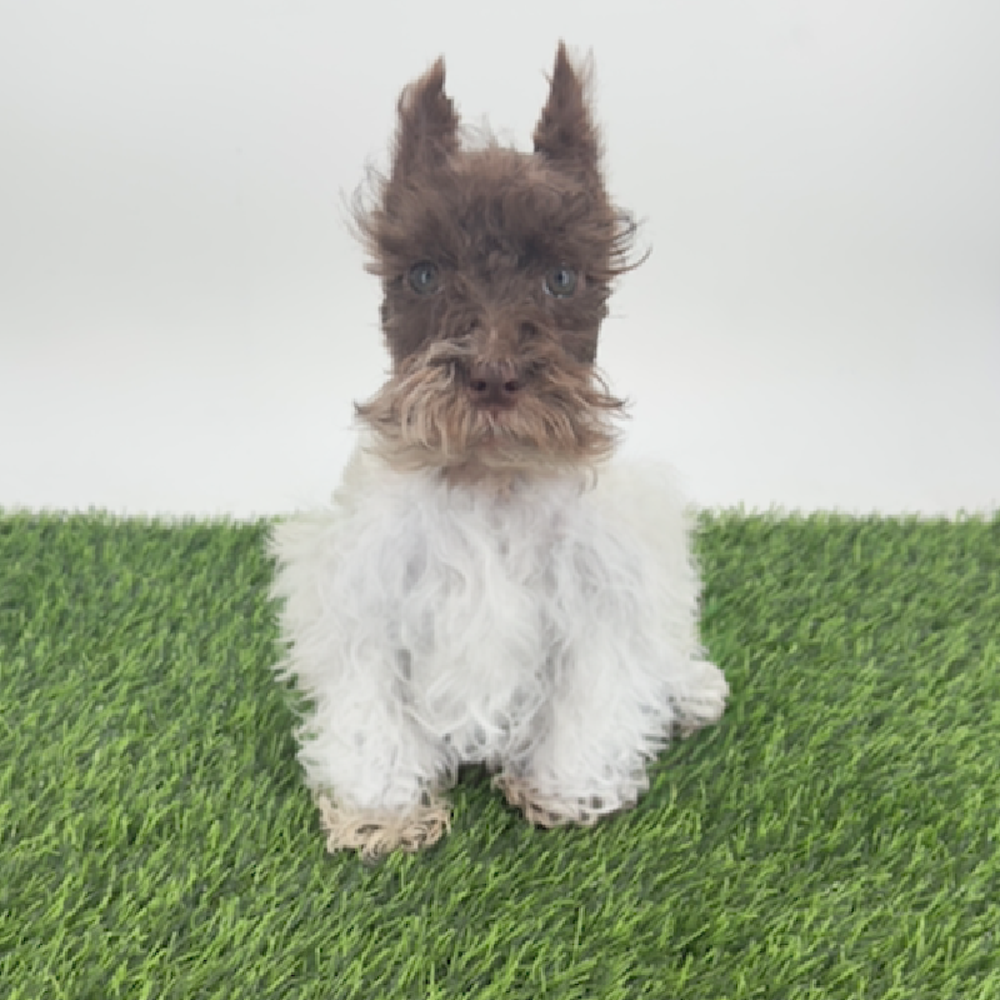 Image of a pet breed in the gallery