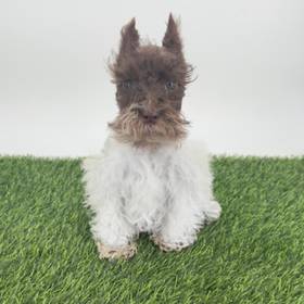 Mini Schnauzer