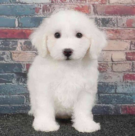 Bichon