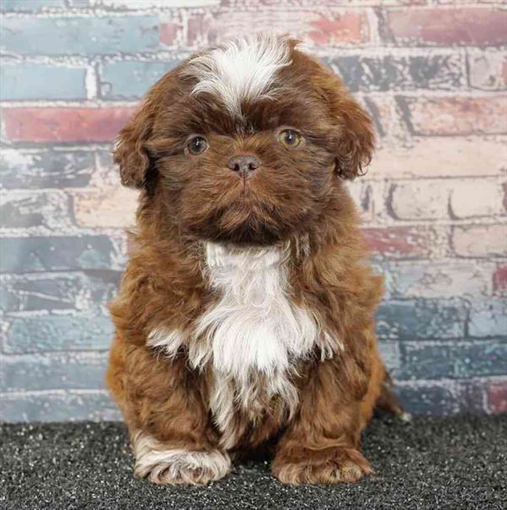 Image of a pet breed in the gallery