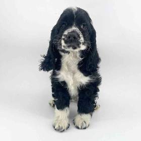 Cocker Spaniel