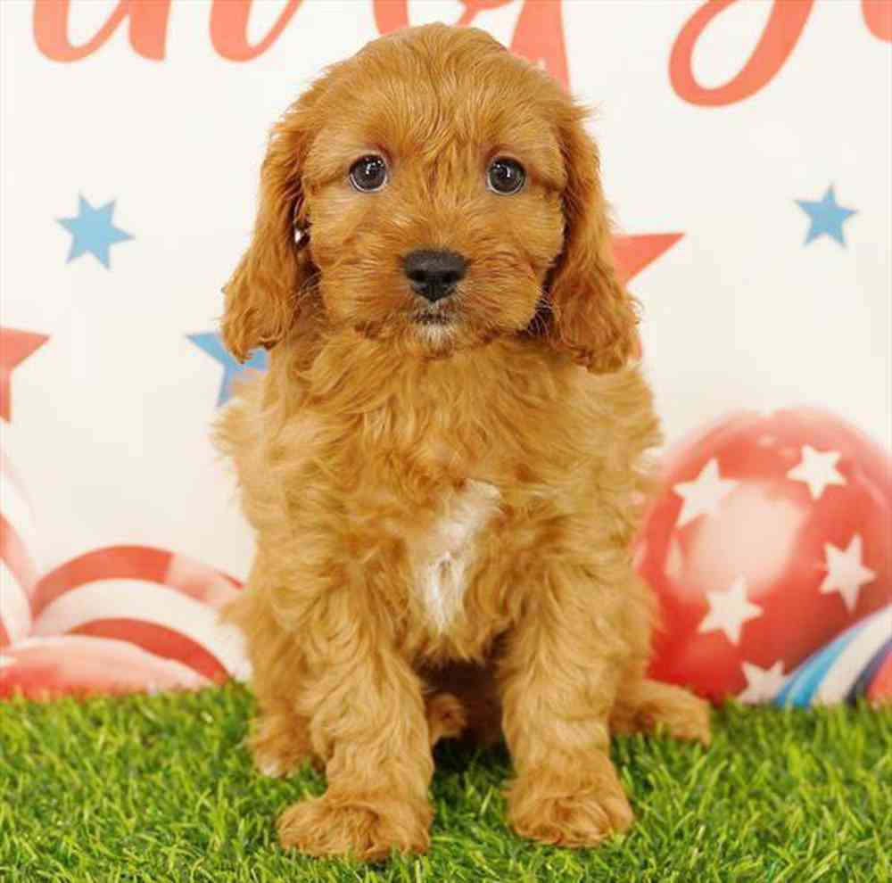Image of a pet breed in the gallery