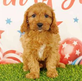 Cavapoo
