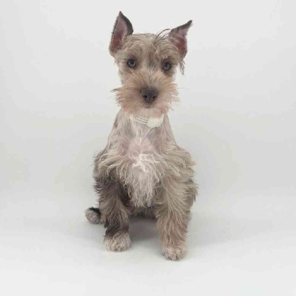 Image of a pet breed in the gallery