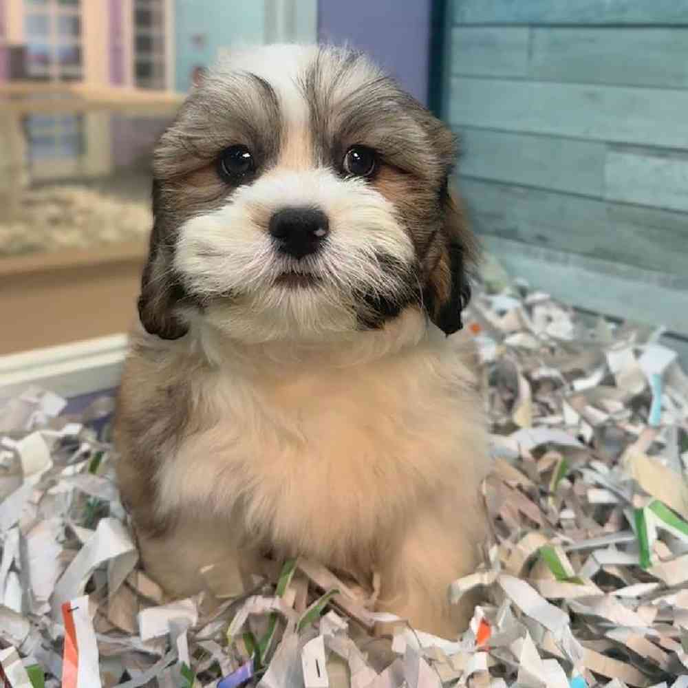 pet breed image