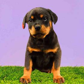 Rottweiler