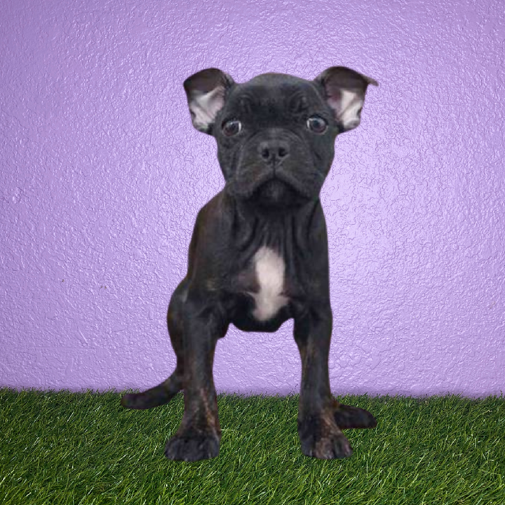 Male Frenchton Puppy for Sale in New Braunfels, TX