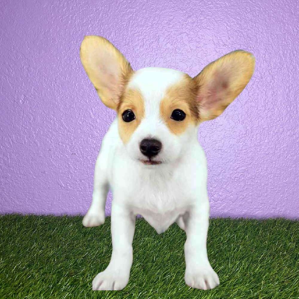 carousel pet images