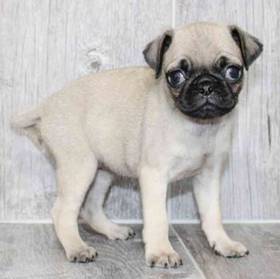 Pug