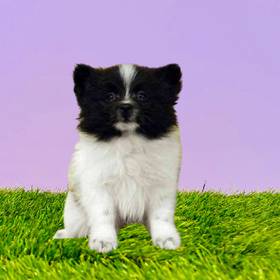 Pomeranian