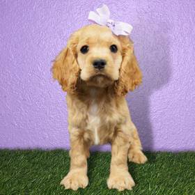 Cocker Spaniel