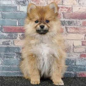 Pomeranian