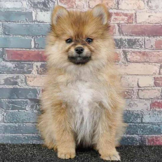 Pomeranian