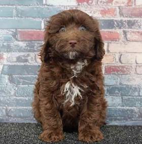 Cavapoo