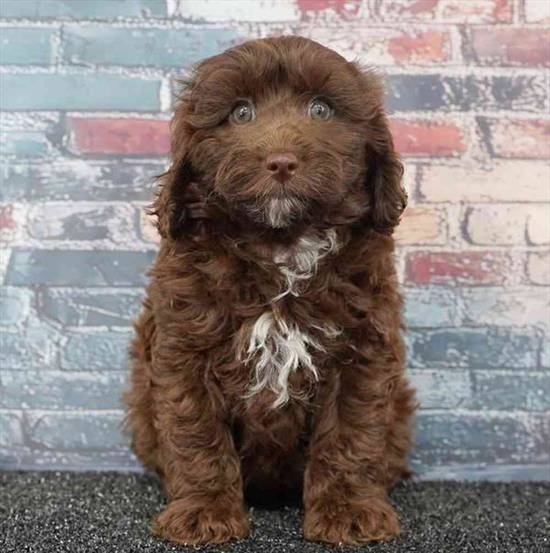 Cavapoo