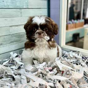 Shih Tzu