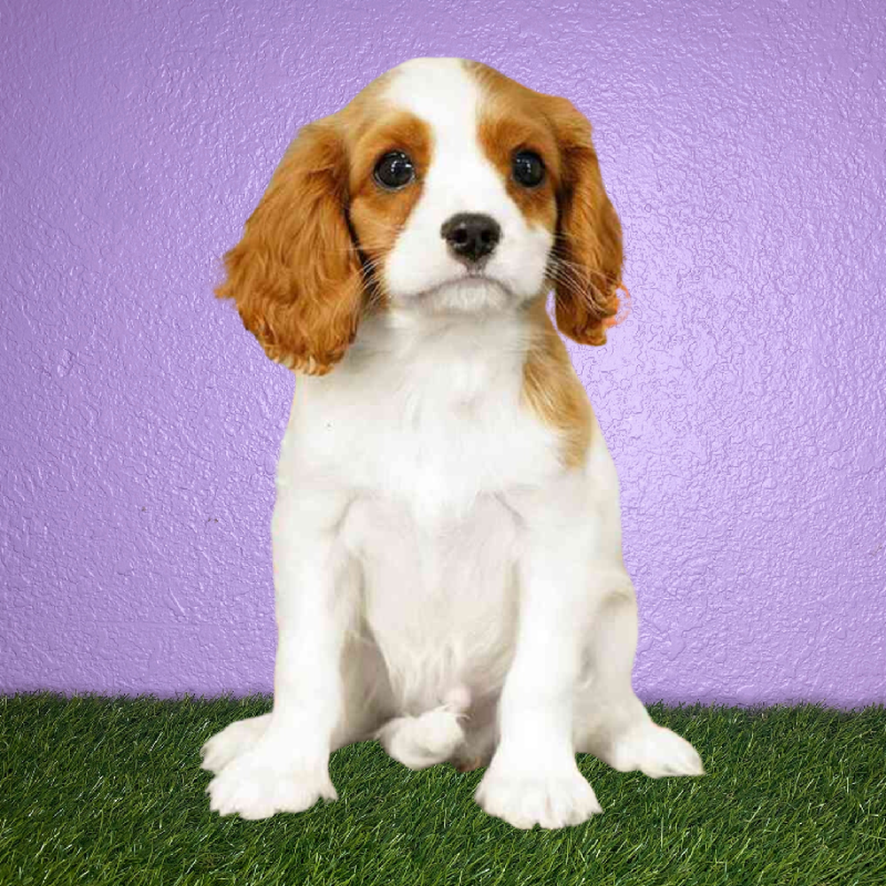 carousel pet images