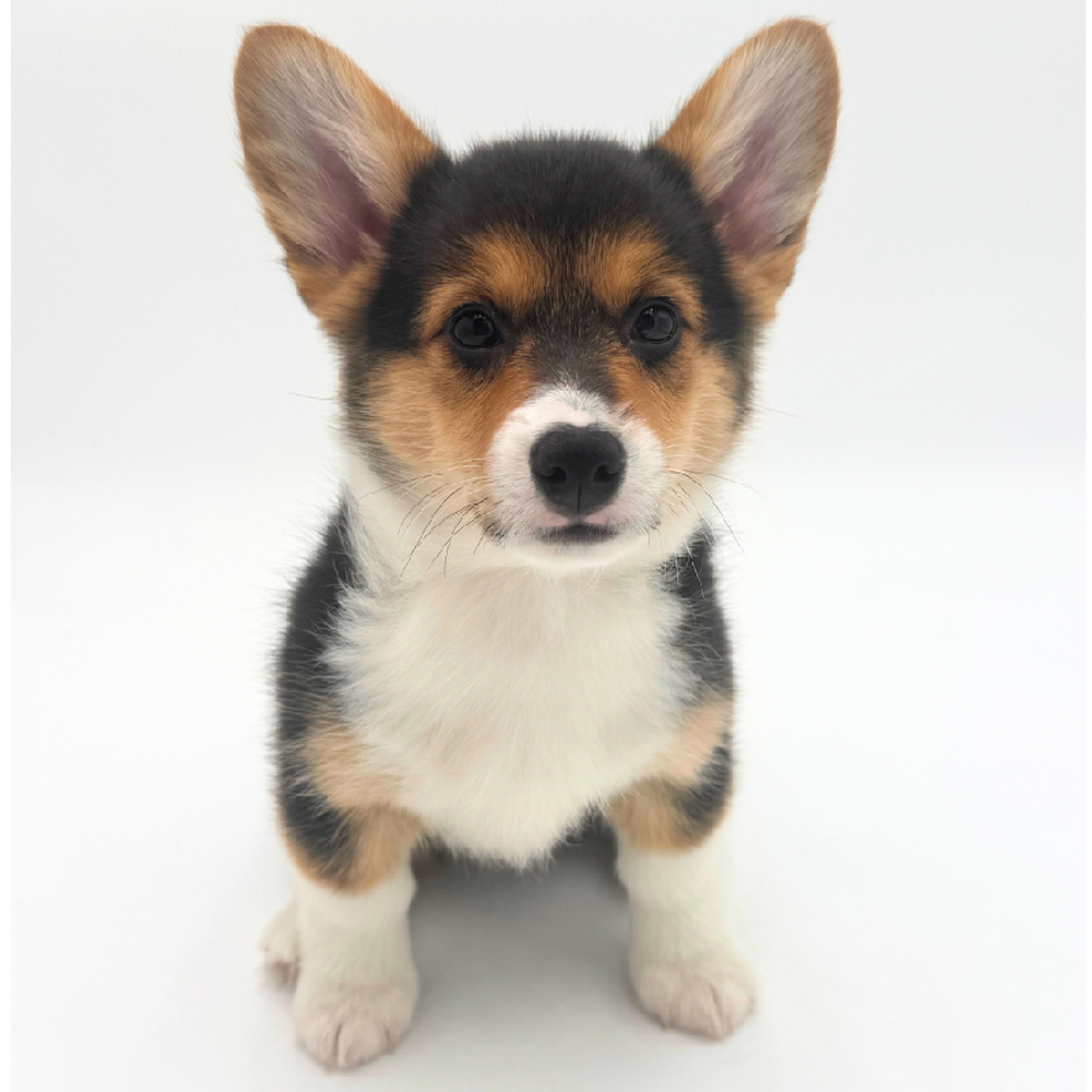pet breed image