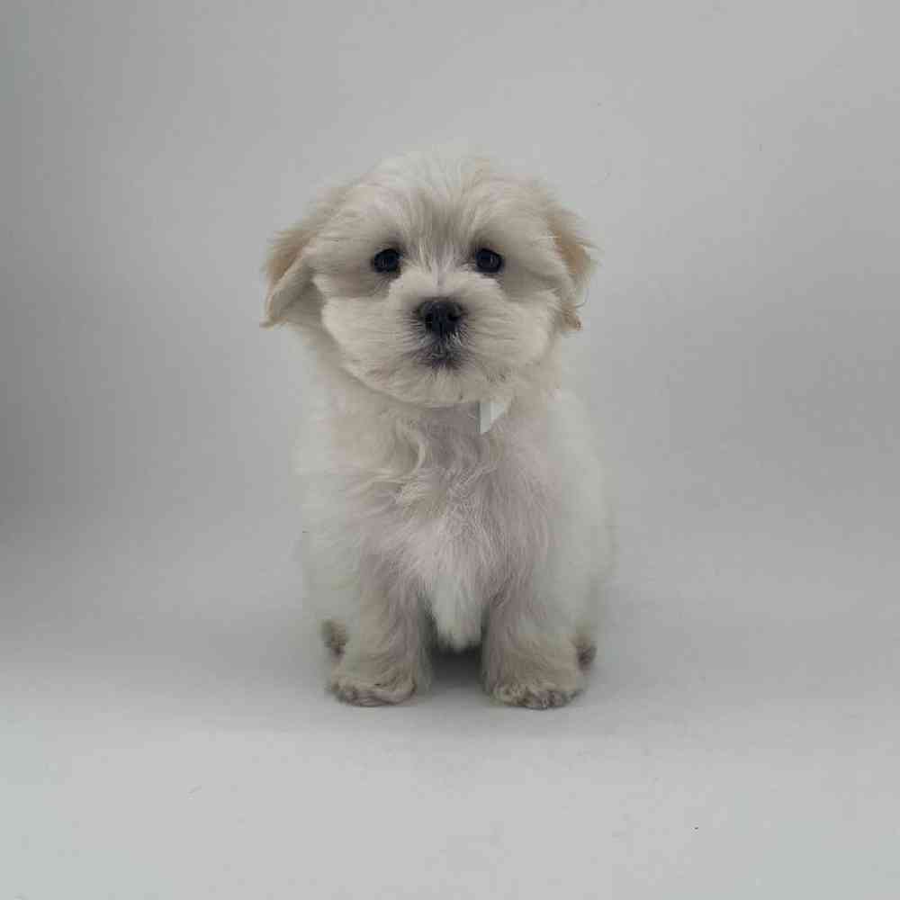 Image of a pet breed in the gallery