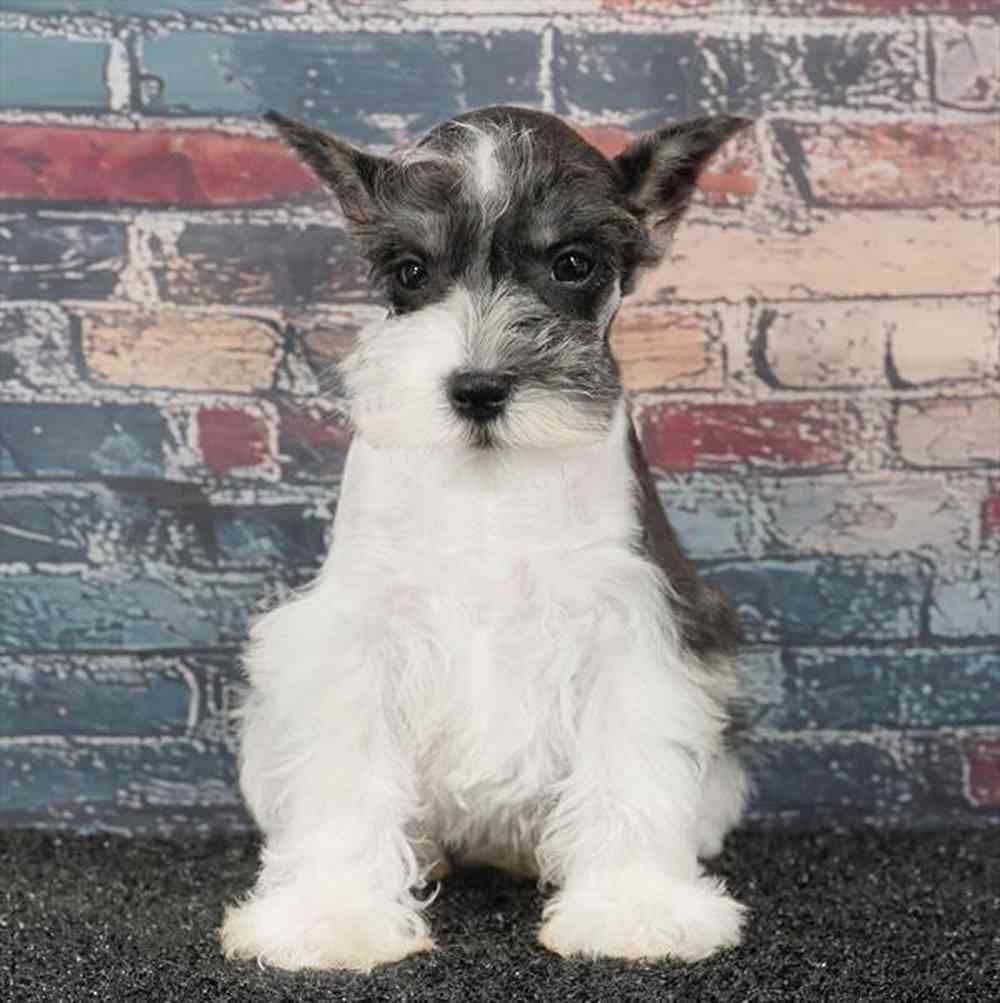 Image of a pet breed in the gallery