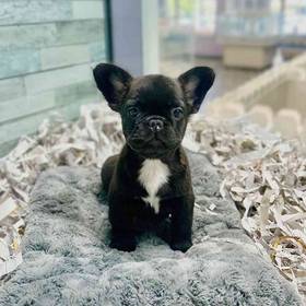 French Bulldog