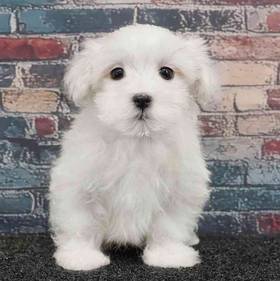 Maltese