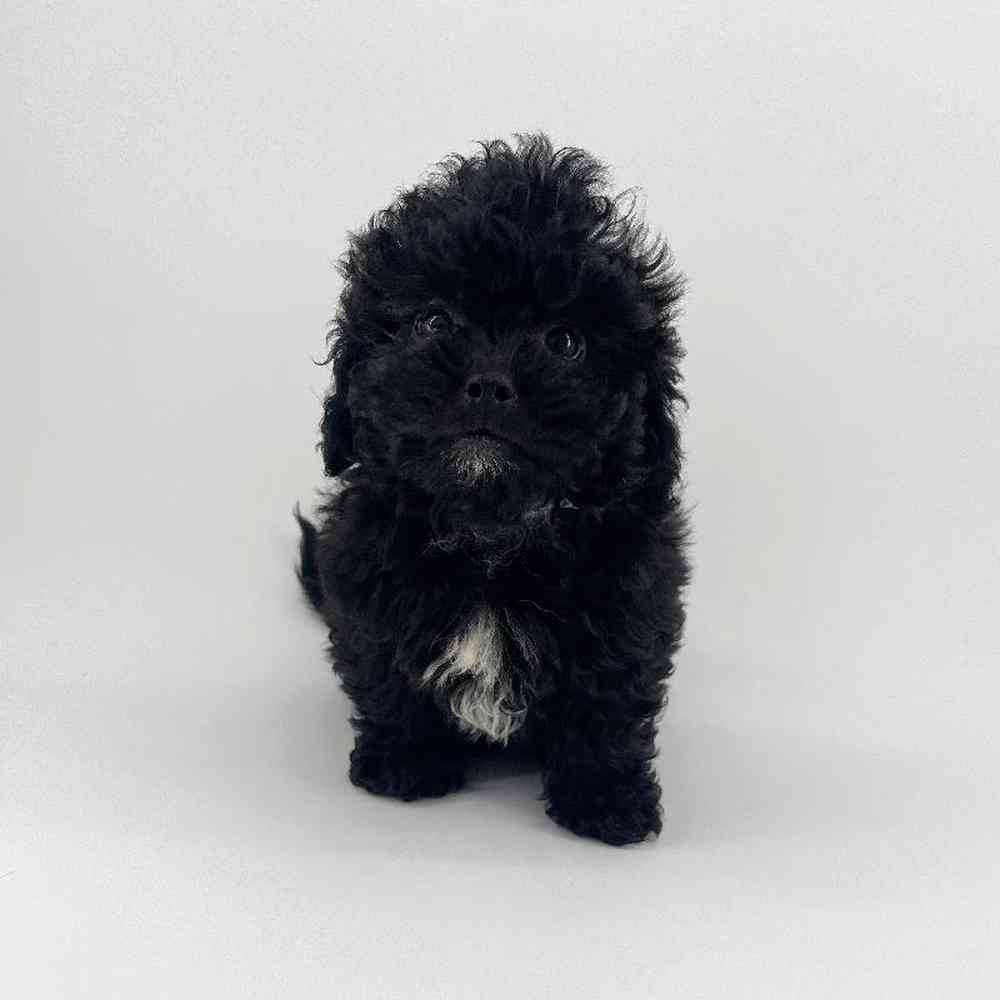 Image of a pet breed in the gallery